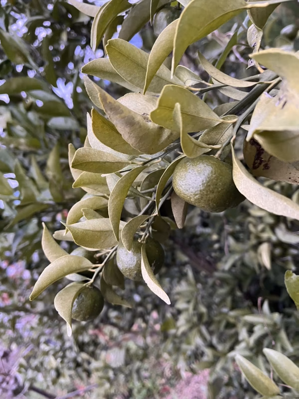 【送料500円引】みかんの産地和歌山のシークワーサー 3kg