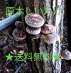 高野山の麓で育てた原木しいたけ　無農薬