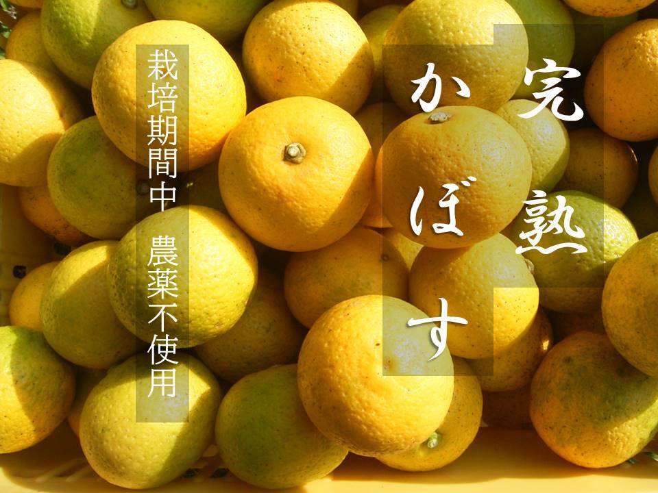 No.1。栽培時農薬使用なし。完熟スダチ約1kg - 果物