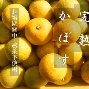 【訳あり 完熟かぼす】完熟かぼす 栽培期間中 農薬不使用 カボス 自然栽培