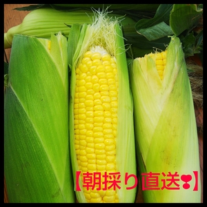 とうもろこし【訳あり】【ミックス】11本