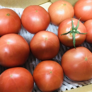 【数量限定お年玉価格】東京ドリーム感謝のトマト