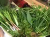 利賀村の山菜セット３種（採れる山菜の中から一番の旬な物をお届します。）