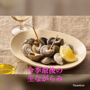 九十九里産天然　活大粒ながらみ　1キロ（約80〜90個）〜