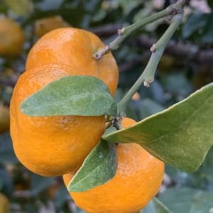 熟シークワーサー　約2kg 訳ありお試し品　期間限定・数量限定