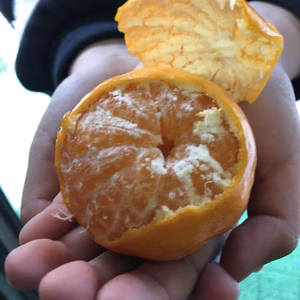 即直送石垣段々育ちの味濃いプチプチはるみ家庭用不ぞろい1.5ｋｇからお試し