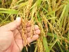 一等米！低農薬の新米コシヒカリ玄米２０ｋｇ（２袋に小分け）