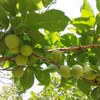 南国鹿児島の美味しい青梅(クール便）