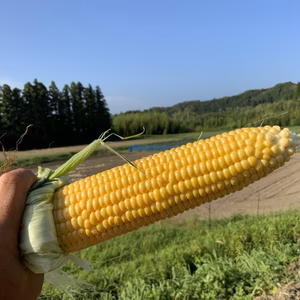 あま〜い！水田育ちのぷりぷりトウモロコシ
