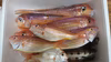 再販:相模湾産天然魚お任せ詰め合わせセット！アマダイとイトヨリダイ+α  