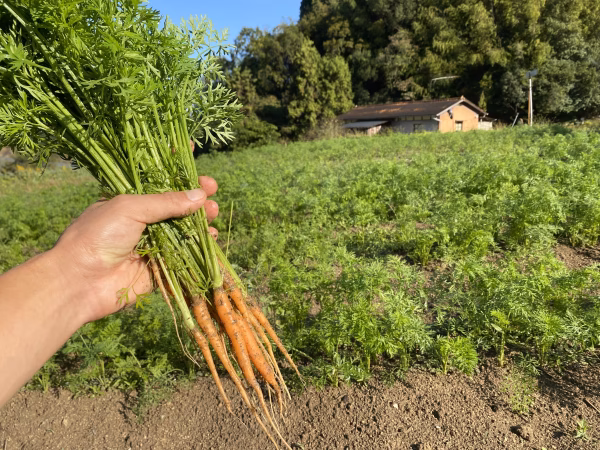 【自然栽培】人参葉（葉にんじん）肥料・農薬不使用