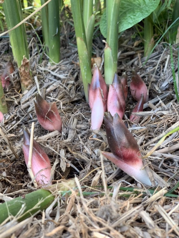 好評頂き第4弾新鮮な【みょうが】を予約出品致します‼️