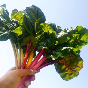 【スイスチャード❗️】レインボボボボ菜っ葉３袋