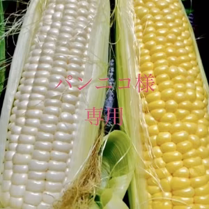 パンニコ様専用黄色とうもろこし12本