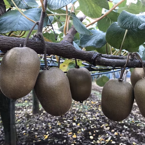 まつどのゴールドキウイ　家庭用バラ入れ3キロ約30個