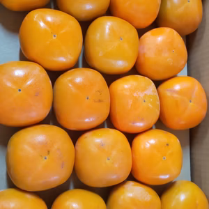 9限定数家庭用3.5k以上糖度に自信あり‼️山辺の果実一番早い柿！中谷早生柿です