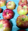 すーっぱい！夏りんご　シナノレッド！　3キロ箱A品、Ｂ品ミックス