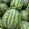 【熊本県植木町産】大玉スイカ　（肥後ロマン）6~7kg