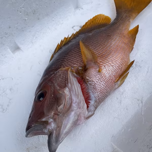 魚突き　捕獲動画あり　シロテンシブダイ1.1kg 鱗、内臓処理済み