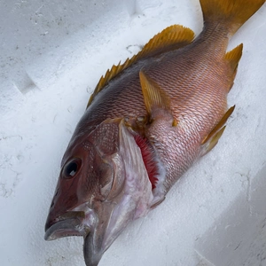 魚突き　捕獲動画あり　シロテンシブダイ1.1kg  鱗、内臓処理済み