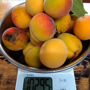 生アンズ　ハーコット　キズ物