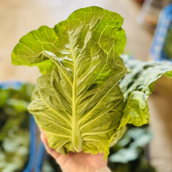 期間限定❗️やわらかアンビエント春きゃべつ‼️