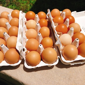 【環境省公認】走る鶏の放牧卵　お多福たまご【３パック／３０個入】