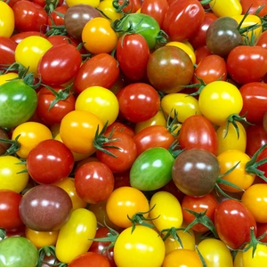 サザキ農園10種の彩りミックスミニトマト！