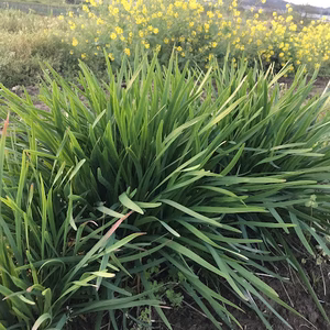 　春の採れたて野菜詰め合わせ！