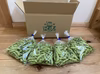 【予約販売】間違いなしの枝豆☆《2kg》幻の枝豆と言われております『肴豆』