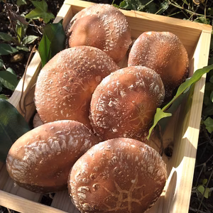 〈贈答用〉採れたて原木生椎茸「森育ち」個数約６～８※木箱に入っています