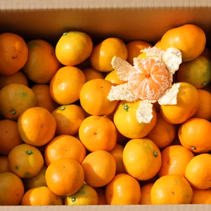 早生みかん　　10ｋｇ　収穫開始　お徳用！！