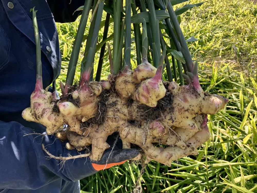 高知 土佐四万十黄生姜【栽培時農薬・化学肥料不使用】｜野菜の商品