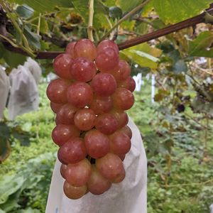 岡山県産ブドウ コトピー お手頃価格です