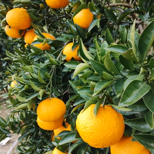 広島産甘夏(あまなつ）自慢の甘い実（SML）１０k以下優良品