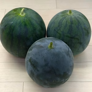 数量限定黒小玉西瓜　農薬不使用（無農薬）栽培