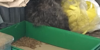 【まるで逃げない！】小屋に狸現る！