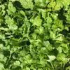 【春採れの柔らかい葉っぱを楽しもう】ゴウツパクチー1kg