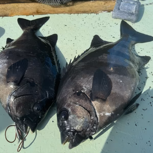 イシダイ　1kまで（1匹）旬