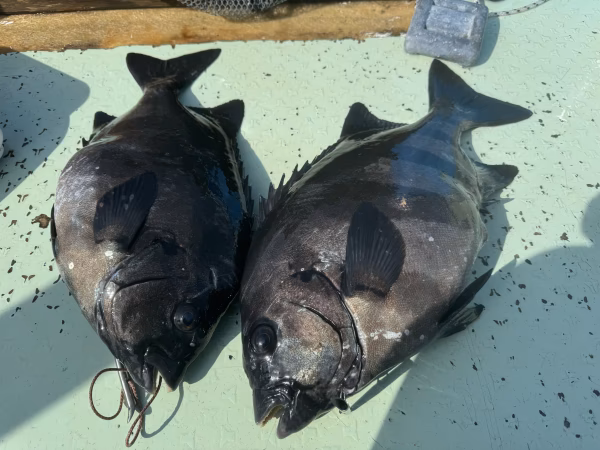 イシダイ　1kまで（1匹）旬