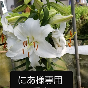 にあ様専用です。