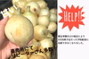 安心安全！甘く、みずみずしい！新玉ねぎ　大阪府堺産