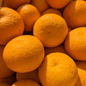 ◆◆まる美の爽やか完熟五月八朔5kg