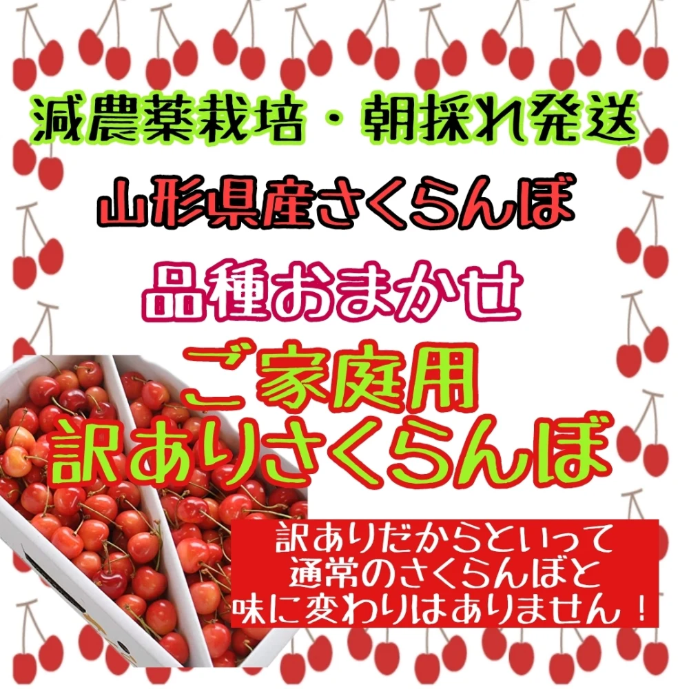 【朝採れ発送】美味しいさくらんぼをさくらんぼ農家がセレクト！ご家庭用さくらんぼ