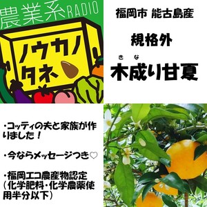 5/2−5/11の期間に発送【規格外】ノウカノタネでおすすめ！能古島の木成り甘夏