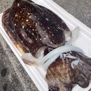 【魚突き】コブシメイカ5.6kg