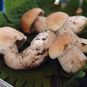 高級■ニセコ産■天然■生ポルチーニ茸