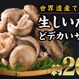朝採れLLサイズ生シイタケ20個セット！！