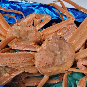 「水揚げ後に即発送」 ☆噴火湾産 オオズワイ蟹(大サイズ)☆ 2杯入り