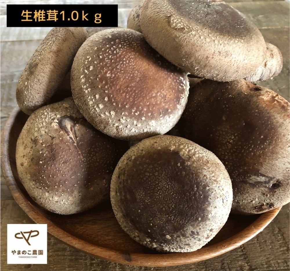 クール発送 徳島県産希少生しいたけ1キロ やまのこ農園の特選椎茸大サイズ１キロ 野菜の商品詳細 ポケットマルシェ 産直 産地直送 通販 旬の果物 野菜 魚介をお取り寄せ